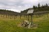 Southern Oregon Vines