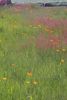 Poppies