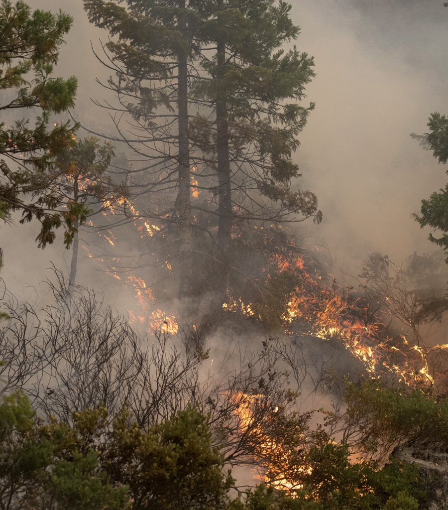 Southern Oregon Fire Ecology Education – About – Southern Oregon 